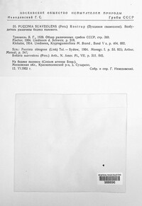 Puccinia suaveolens image